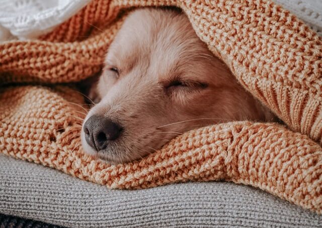 毛布の中で寝る犬