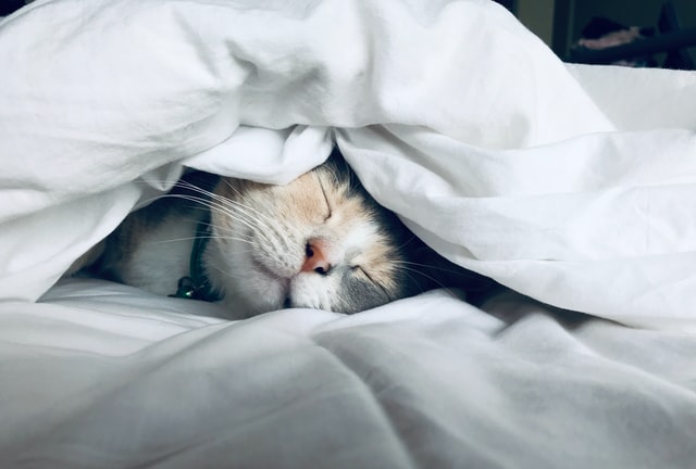 猫が布団の中で寝ている